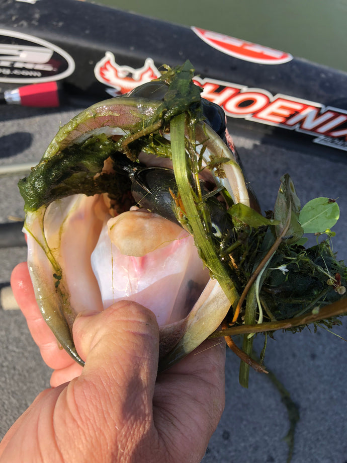 Early Fall Fishing Lake Guntersville