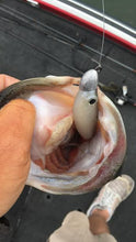 Full Day Fishing Trip $600